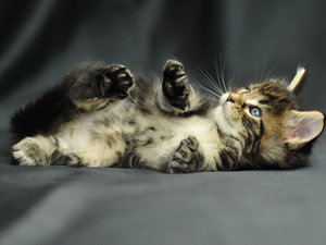 安卓猫咪 动物 虎斑猫 喵星人手机壁纸