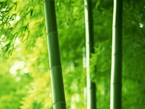 安卓春暖花开 春天 花 植物 宽屏手机壁纸