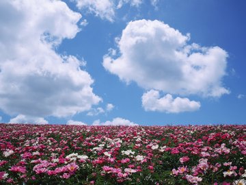 超宽 全景 风景 蓝天白云 春意盎然 儿童桌面专用 mlgb