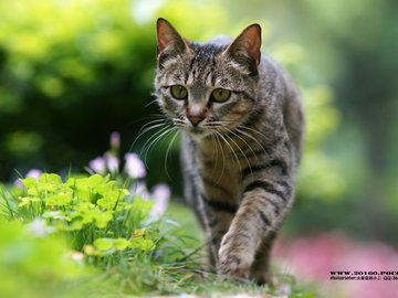 萌宠 喵星人 猫咪 猫 摄影 独家首发 摄影师火柴店的小二