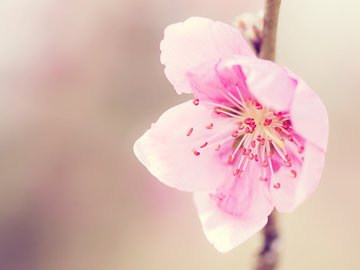 小清新 植物 花卉 娇艳欲滴