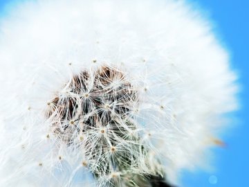 植物 蒲公英 摄影