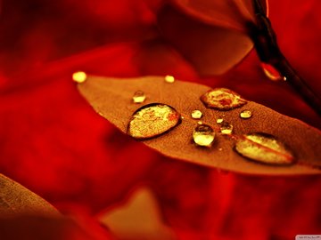 植物 树叶 红叶 露珠 摄影 秋天