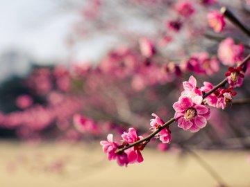 植物 花朵 梅花 摄影 微距