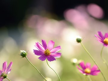 植物 花朵 秋英 摄影 微距