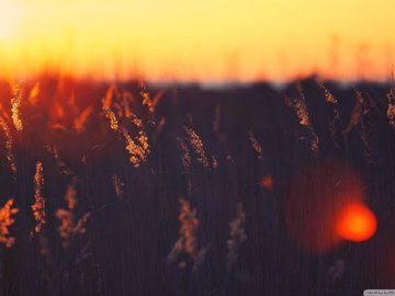 风景 夕阳 微距 田野 唯美 摄影 黄昏