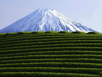 风景 农场 茶园