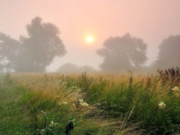 风景 早晨 雾