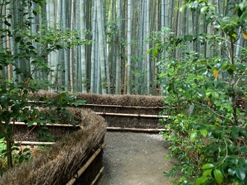 开阔 风景 阳光 大气 旅游 风光 竹林 竹子 竹