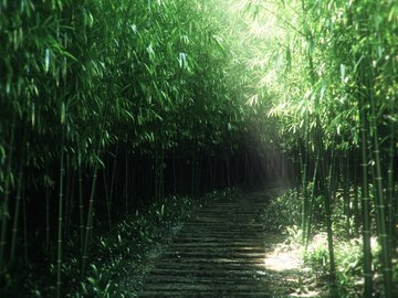 开阔 风景 阳光 大气 旅游 风光 竹林 竹子 竹 绿竹