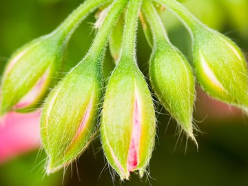 小清新 静物写真 花蕾