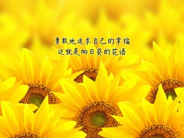 小清新 鸟语花香 励志 向日葵