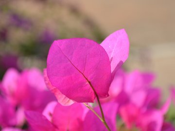 小清新 静物写真 叶子