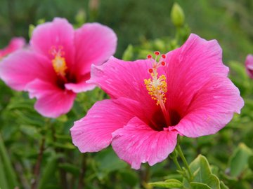 小清新 鸟语花香 花卉