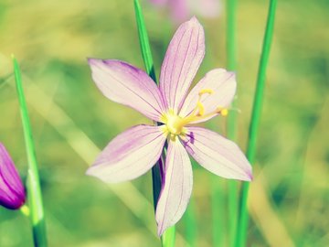 小清新 清新淡雅 花卉