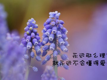 爱情 文案 花朵 风信子