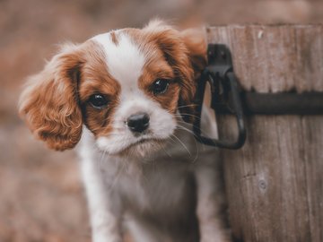 萌宠 汪星人 狗狗