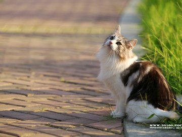 萌宠 喵星人 猫咪 火柴摄影