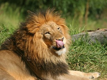 萌宠 动物 可爱 萌物 野生动物 丛林之王 狮子 热带生物