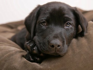 宠物 狗 汪星人 拉不拉多犬