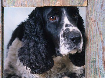 宠物 狗 汪星人 史宾格犬