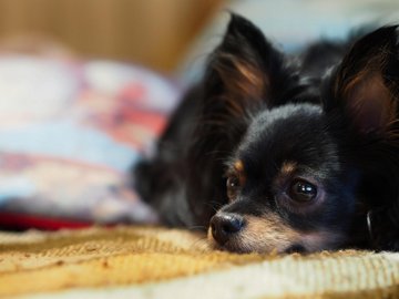 宠物 狗 汪星人 吉娃娃犬