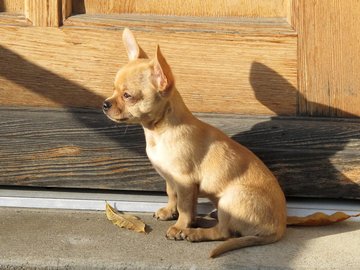 宠物 狗 汪星人 吉娃娃犬