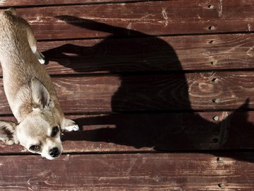 宠物 狗 汪星人 吉娃娃犬