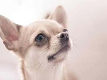 宠物 狗 汪星人 吉娃娃犬