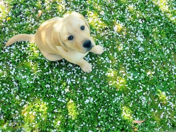 宠物 狗 汪星人 拉不拉多犬