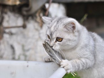 宠物 猫 喵星人