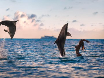 野生动物 海洋 海豚