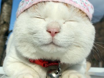 宠物 猫 喵星人