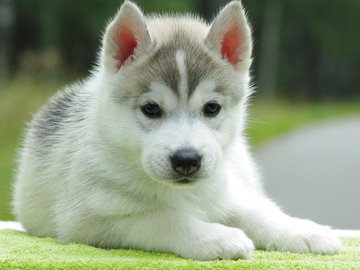 宠物 狗 汪星人 哈士奇犬