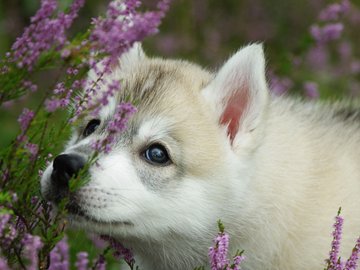 宠物 狗 汪星人 哈士奇犬