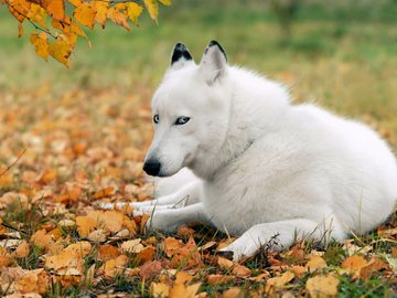 宠物 狗 汪星人 哈士奇犬