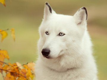 宠物 狗 汪星人 哈士奇犬