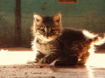 宠物 猫 喵星人