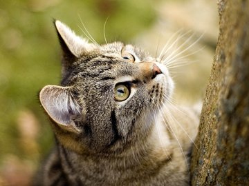 宠物 猫 喵星人