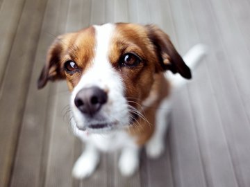 宠物 狗 汪星人 查理士王小猎犬