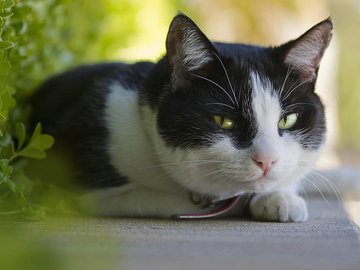 宠物 猫 喵星人