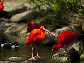 野生动物 鸟 美洲红鹮