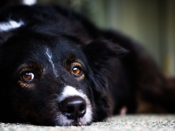 宠物 狗 汪星人 边境牧羊犬 边牧