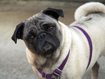 宠物 狗 汪星人 八哥犬