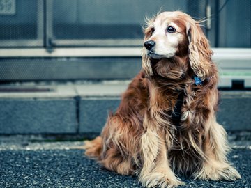 宠物 狗 汪星人 可卡犬