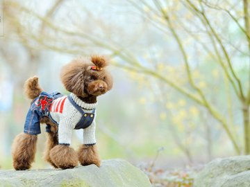 宠物 狗 汪星人 泰迪犬