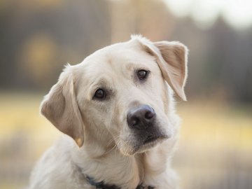 宠物 狗 汪星人 拉布拉多犬