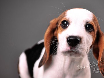 宠物 狗 汪星人 比格猎犬