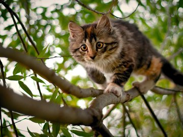 宠物 猫 喵星人