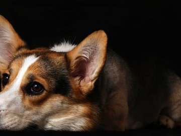 宠物 狗 汪星人 柯基犬